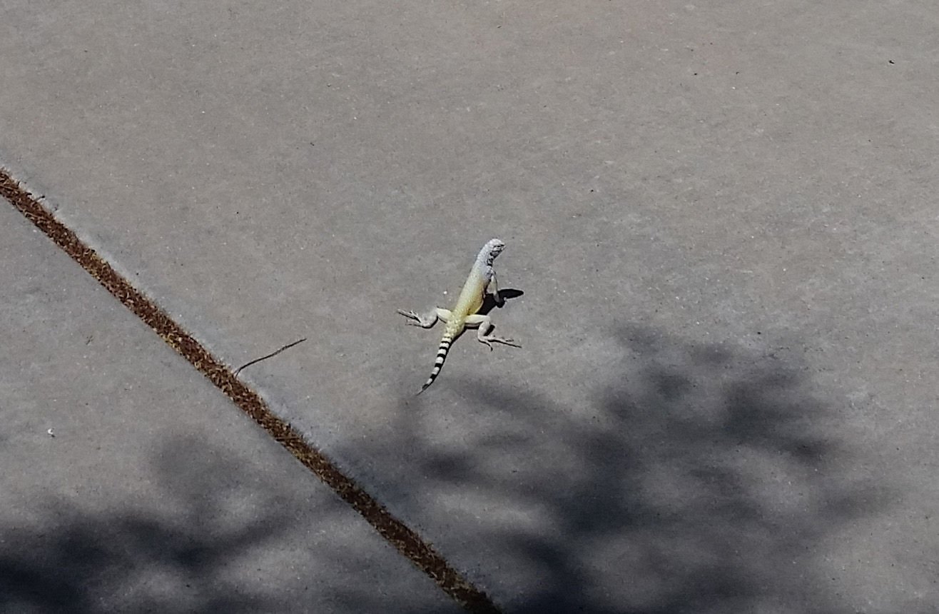 Lizards in the garage